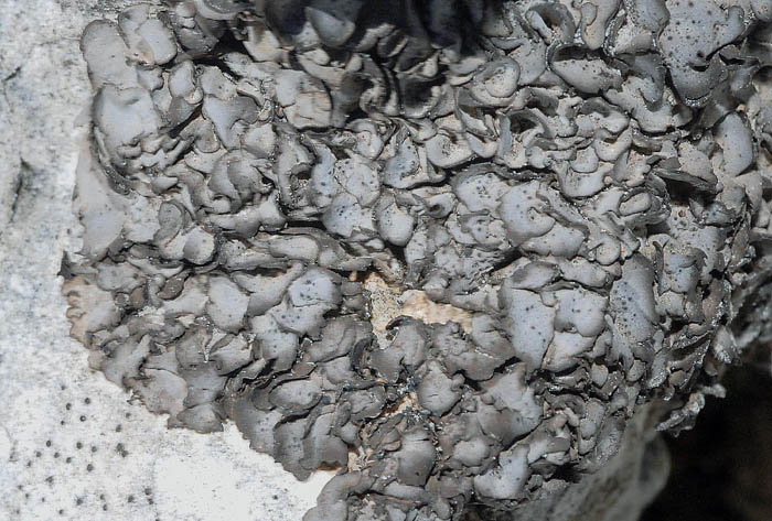 Licheni da determinare